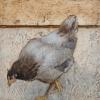 Grey Hen, 2015
Encaustics on Wood Panel
12" x 12"